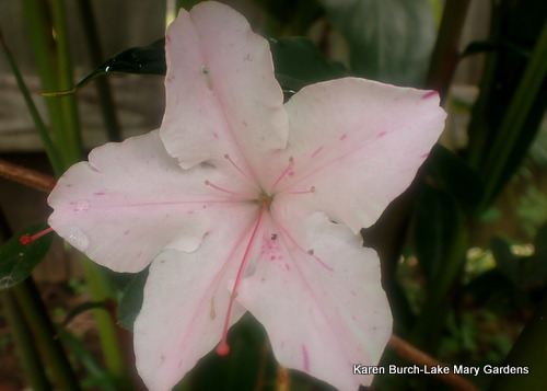 Conversation Piece Azalea