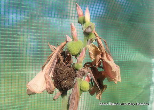 Canna Seed Pod is ready to harvest