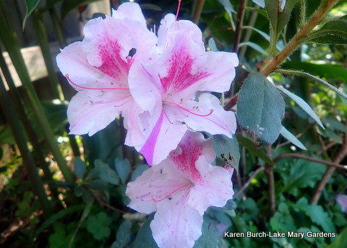 Conversation Piece Azalea