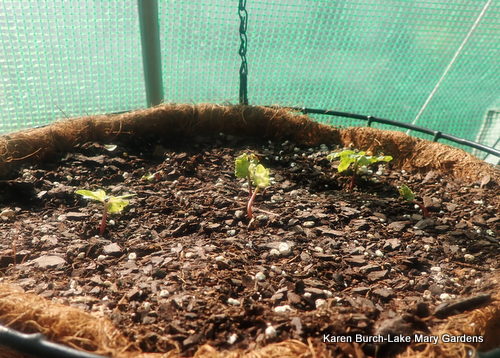 Miniature Japanese Morning glory Seedlings