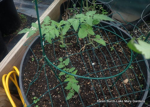 tomato cuttings