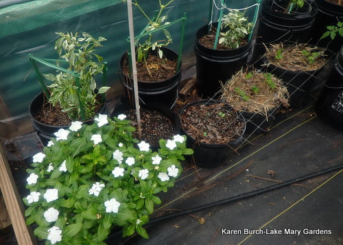 Candy Cane peppers and white vinca