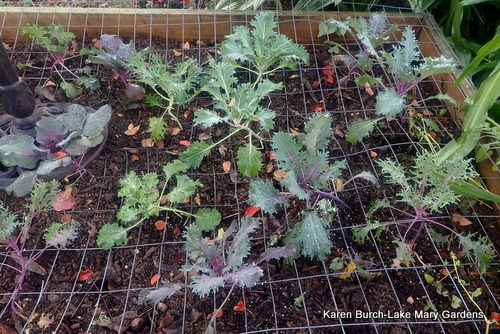 Ornamental Kale and Cabbage