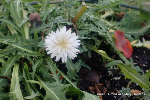 White dandelion