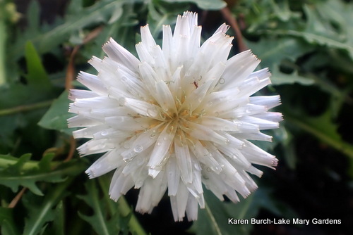 White dandelion