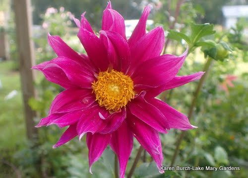 Dahlia grown from seed