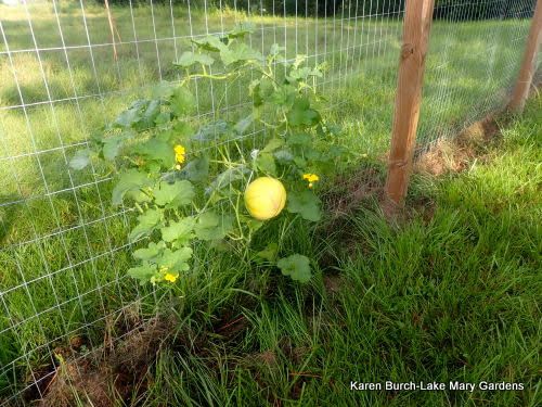 goldendew melon growing on a fence