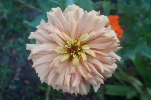 Zinnia light pink with gold center