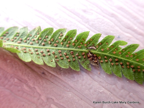 Lady Fern spores 