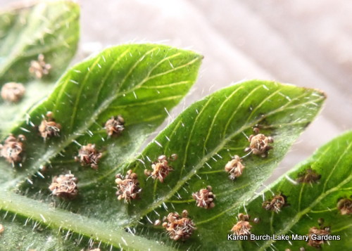 Lady Fern spores 