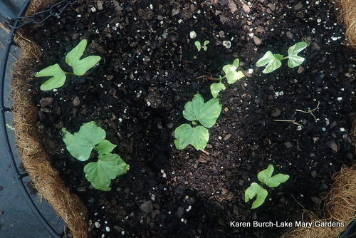 Japanese Morning Glory seedlings