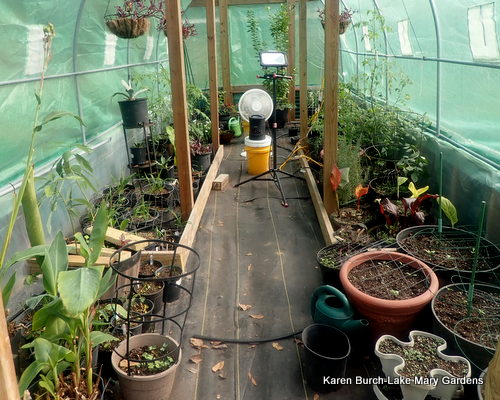 Greenhouse or polytunnel
