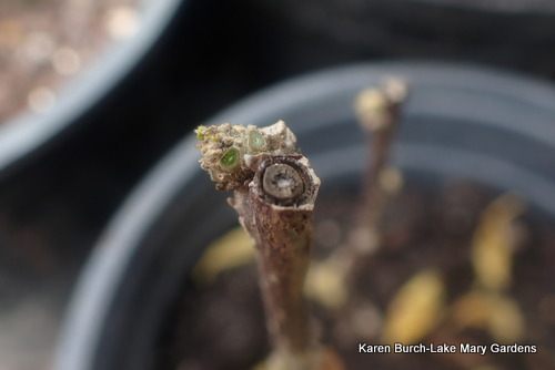 Rose of Sharon cuttings after 10 days