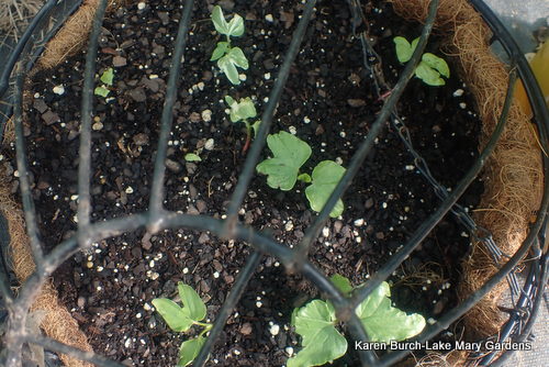 Dwarf Japanese Morning Glory cotyledons