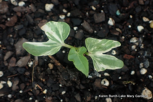 Dwarf Miniature Japanese Morning Glory cotyledon
