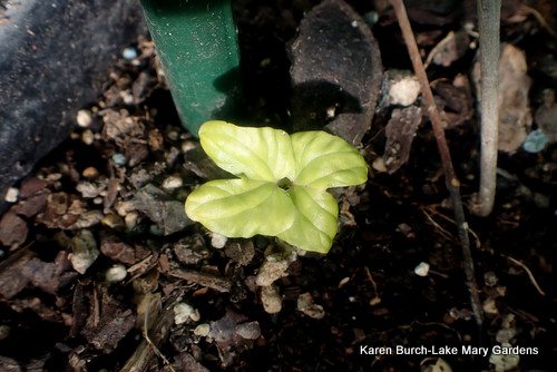 Miniature Japanese Morning Glory cotyledon