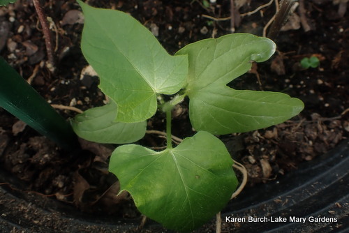 Japanese Morning Glory volunteer seedling