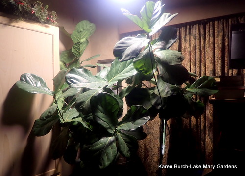 Fiddle Leaf figs inside for winter