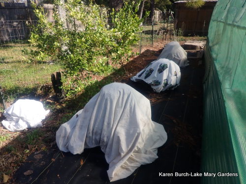 Time to cover plants again