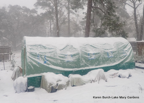 snow covered polytunnel greenhouse 2
