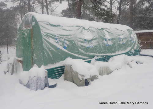 snow covered polytunnel greenhouse 