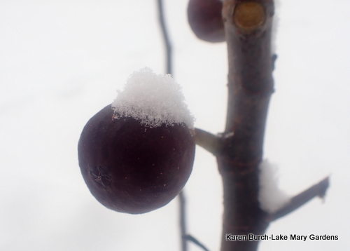 Snow covered fig