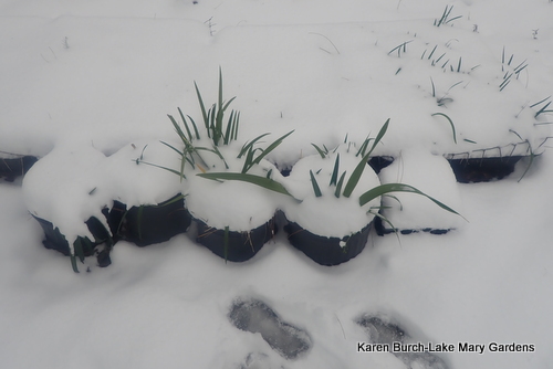 Louisiana iris in the snow