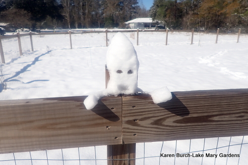 Snow Dog on the fence