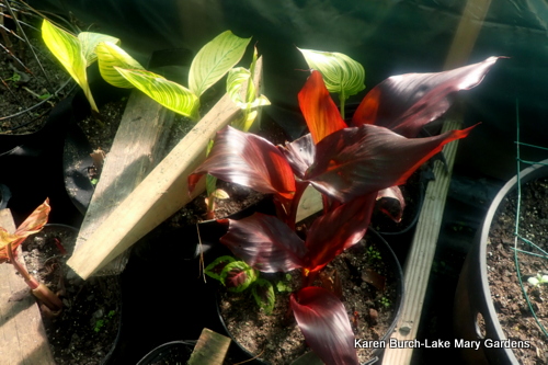 Cannas growing in the greenhouse