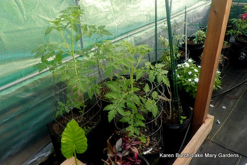 The tomatoes are getting tall