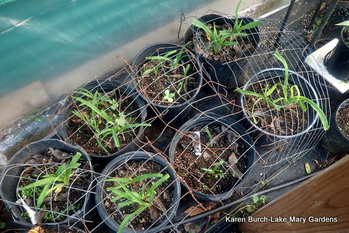 Evergreen Diploid Daylilies spending their first year protected in the greenhouse