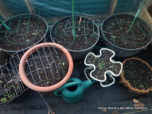 Pansy,zinnia and dahlia seedlings