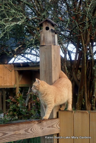 Red Cat on fence