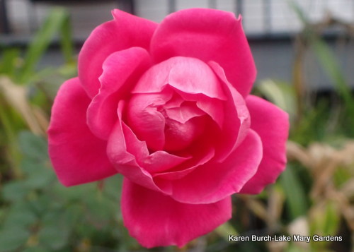 Pink rose in January