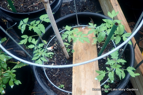 Beefsteak Tomato Seedlings growing fast