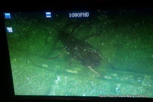 What oil soap spray does to aphids