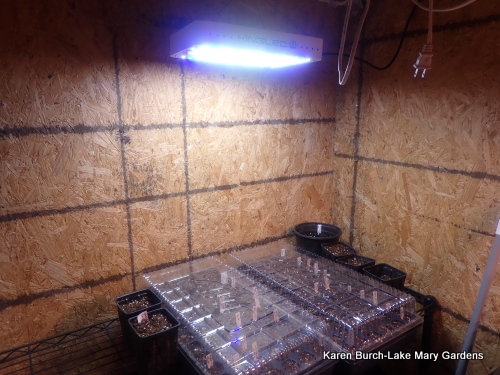 My seed starting corner