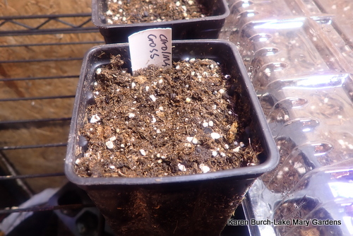 Starting Carolina Cross Watermelons