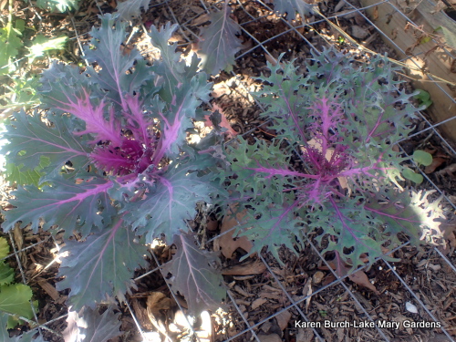 Ornamental Kale Purple