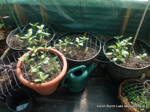 Cut flower growing progress