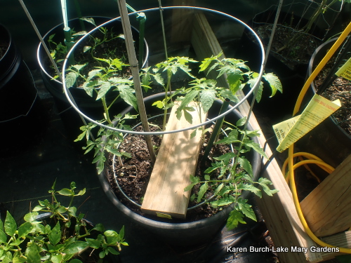 Beefsteak Tomato Seedlings growing fast