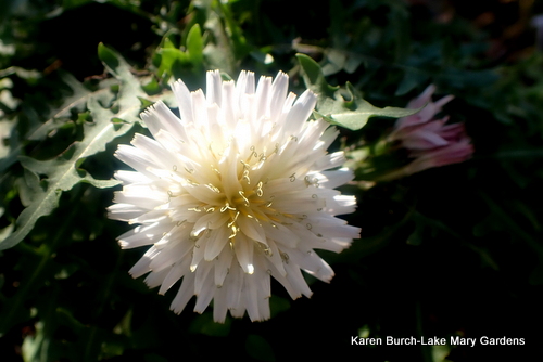 White Dandelion