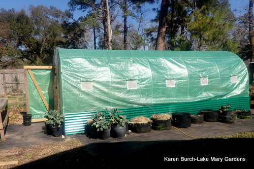 polytunnel greenhouse growing in winter