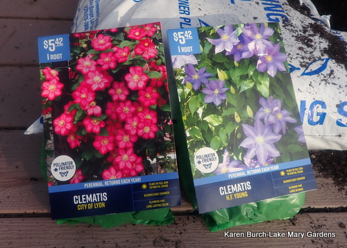 Clematis City of Lyon and H.F.Young