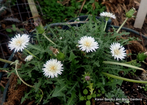 White Dandelion