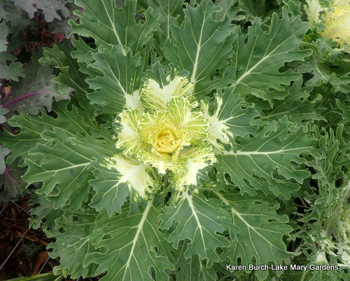 White Ornamental Kale