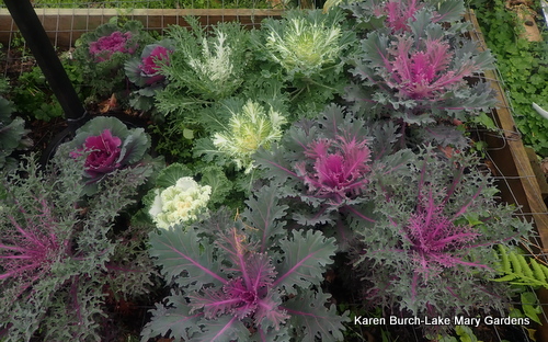 Ornamental Kale and cabbage