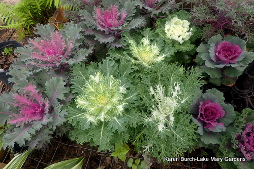 Ornamental Kale and cabbage