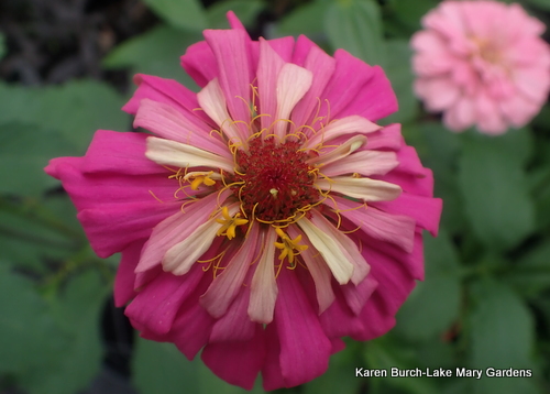 Zinnia Pink Shades 