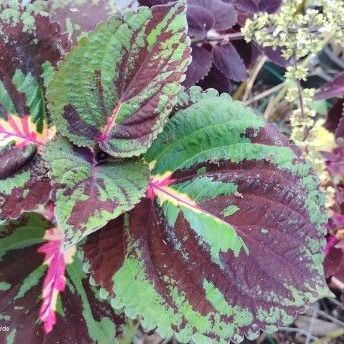 Burgundy and Olive Green Coleus seedling